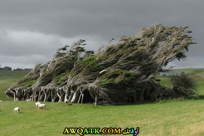 أشجار في نيوزيلاند تغير شكلها تماما بفعل الرياح و استقر بها الحال على هذا الشكل الغريب