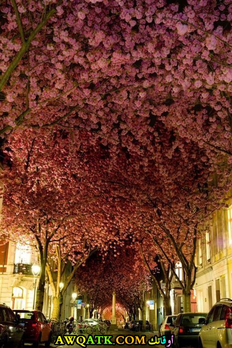 زهور شجر الكرز في مدينة بون في ألمانيا