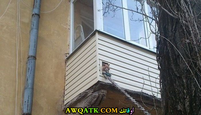 نافذة خاصة للحيوانات الأليفة