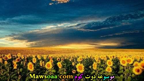 زهور عباد الشمس