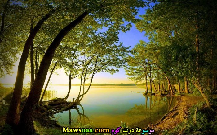 شجيرات على الشاطئ